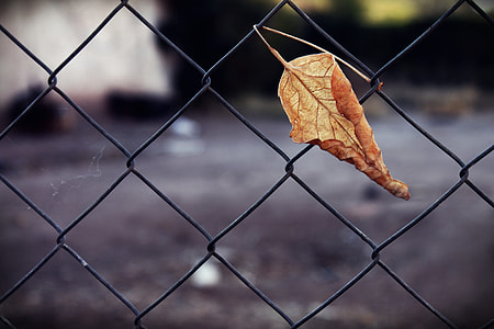 selective focus of brown leaf on black metal wire fence at daytime thumbnail
