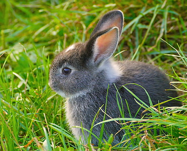 gray and white rabbit on grass thumbnail