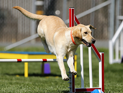 short-coated brown dog thumbnail