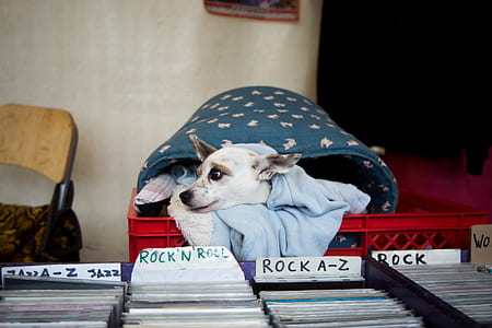 short-coated white dog on red plastic crate thumbnail
