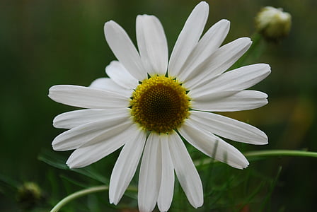 white and yellow petaled flower thumbnail