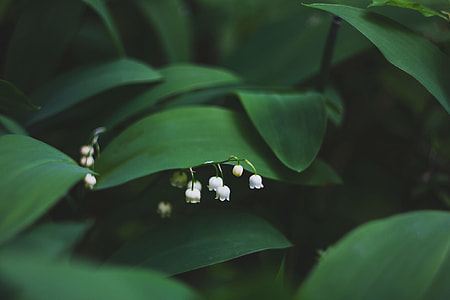 selective focus photography of lily of the Valley flowers thumbnail