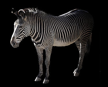 zebra against black background thumbnail
