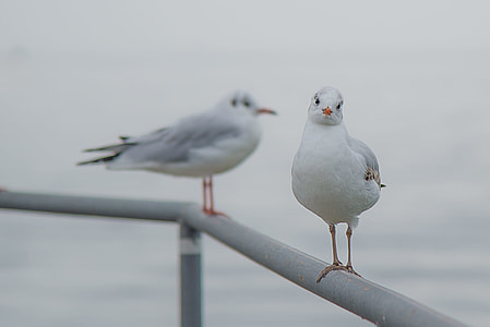 two Red-billed Gulls thumbnail