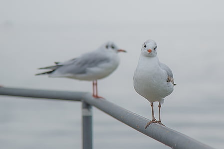 shallow focus of white and gray seagulls during daytime thumbnail