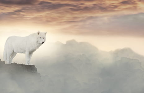 white wolf standing at the top of mountain thumbnail