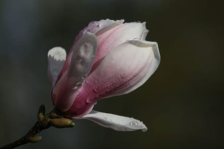 white and pink flower thumbnail