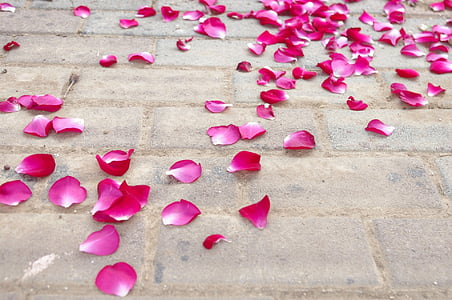pink-and-white rose petals scattered on brown bricks surface thumbnail