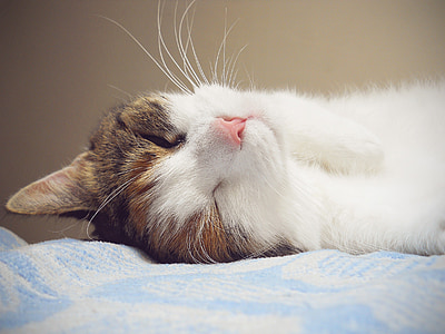 white and brown kitten on blue textile thumbnail