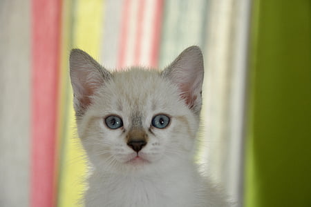 short-coated white and beige kitten near green and white cloth thumbnail