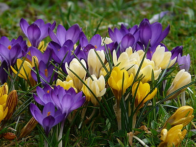 purple and yellow flowers during daytime thumbnail