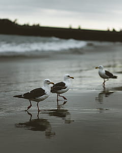 sea, nature, sky, beach thumbnail