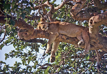 cheetah on tree branch during daytime thumbnail