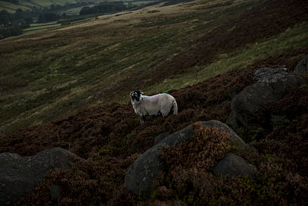 white sheep on brown grass near rock thumbnail