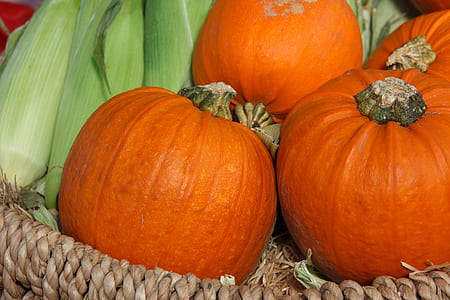 three orange pumpkins with corn in basket thumbnail