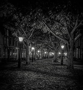 grayscale photography of trees near houses thumbnail