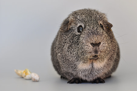 gray chinchilla beside white cotton balls thumbnail