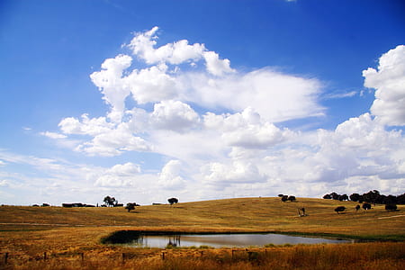 animal on ranch with brown field thumbnail