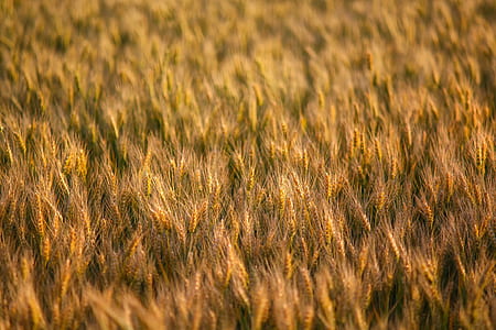 selective focus of paddy field thumbnail