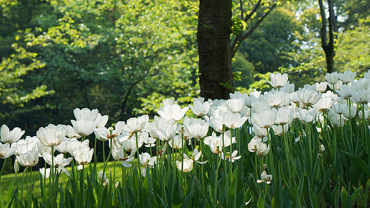 white flower meadow near green trees during daytime thumbnail