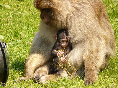 gray gorilla sitting on green grass field during daytime thumbnail