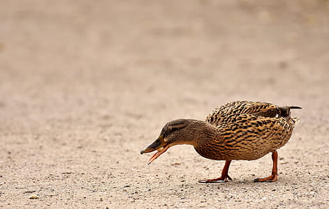 brown and black quail on brown surface thumbnail