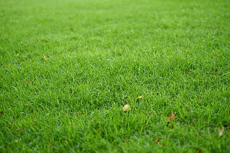 field of green grass thumbnail