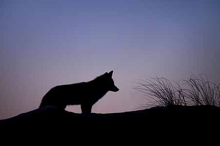 silhouette of wolf near of plant wallpaper thumbnail