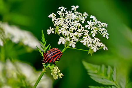 closeup photo of red and black winged insect perched on Queen Anne's lace flower thumbnail