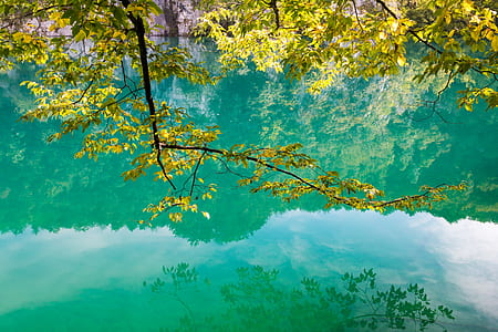 landscape photography of green leafed trees thumbnail