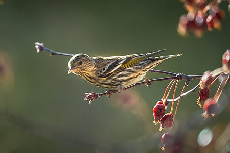 gray and yellow bird perched on tree branch thumbnail