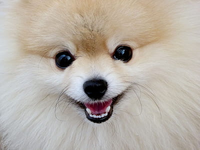 adult beige and tan Pomeranian thumbnail