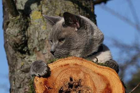 gray cat on tree thumbnail