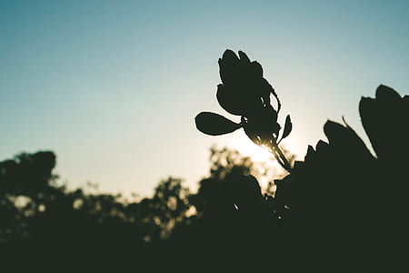 photo of plants during golden hour thumbnail