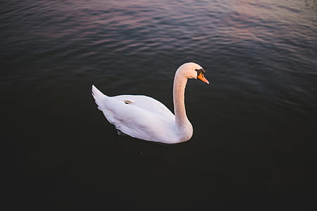 bird, water, animal, lake thumbnail