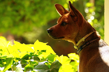 brown dog beside plant at daytime selective focus photography thumbnail