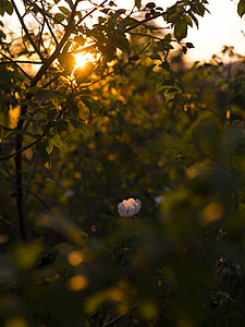 selective focus photography of white rose in bloom at sunset thumbnail