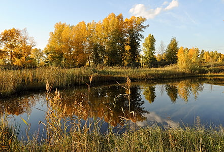 reflection of grass on body of water during daytime thumbnail