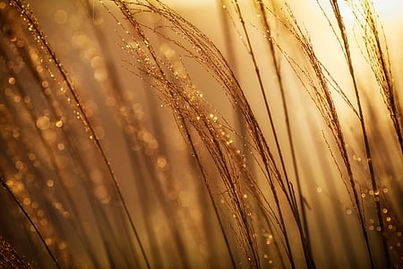 close-up photo of brown grass thumbnail