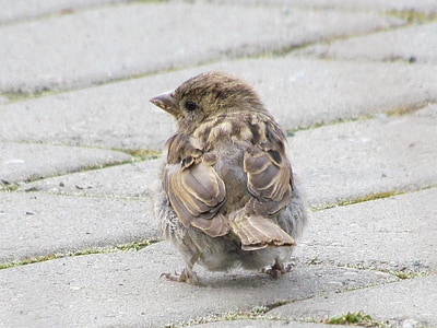 selective focus photo of sparrow thumbnail
