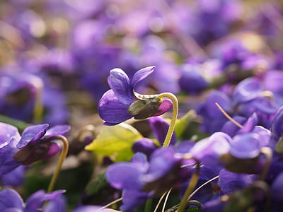 selective focus photography of purple petaled flowers thumbnail