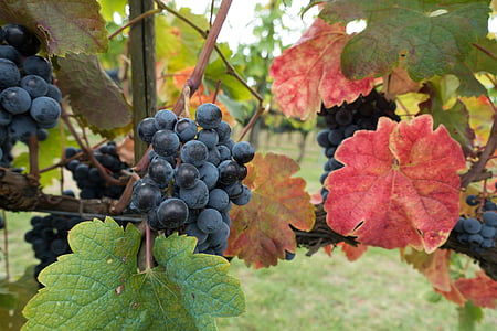 selective focus photography of bunch of grapes thumbnail