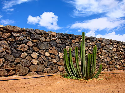 photo of cactus plant near wall thumbnail