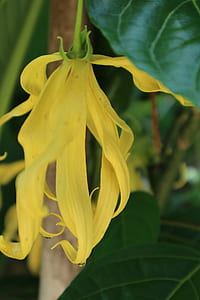 close-up photo of yellow petaled flowers thumbnail