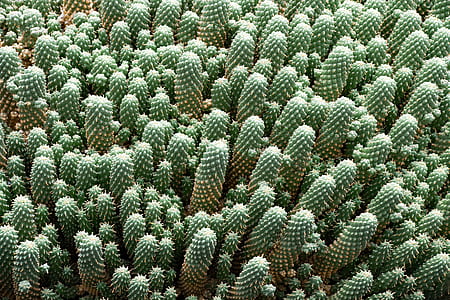 green cacti thumbnail