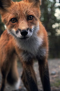 red and gray fox focus photography thumbnail