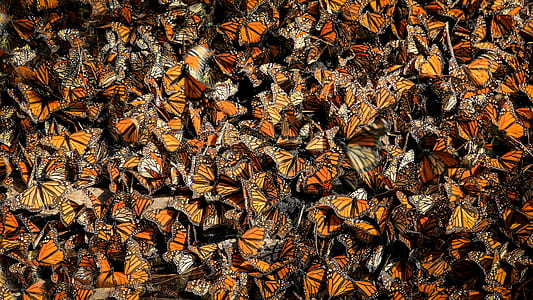 fill the frame photography of butterflies thumbnail