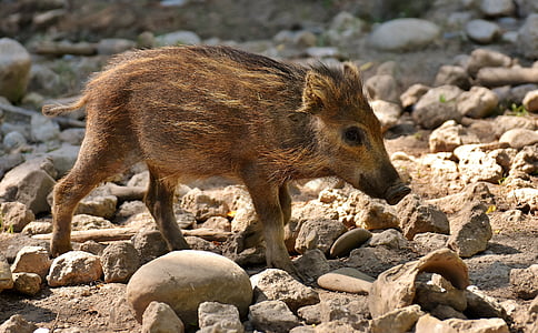 brown boar walking on brown sand thumbnail
