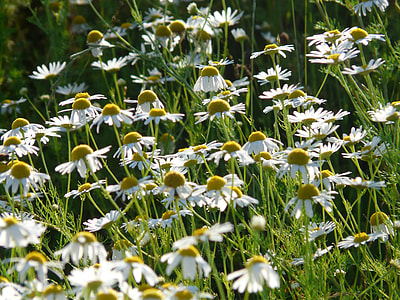 Genuine Chamomile, Matricaria Chamomilla thumbnail