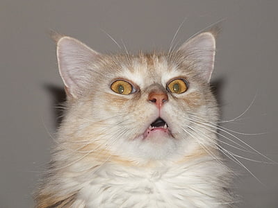 portrait photo of long-haired brown cat thumbnail